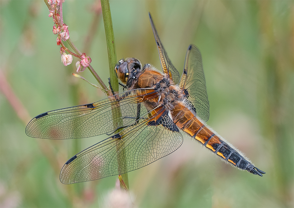 Four Spotted Chaser