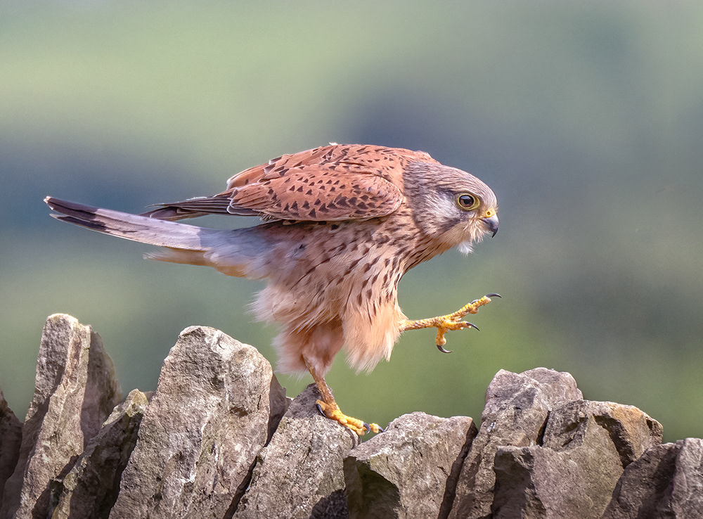 Kestrel