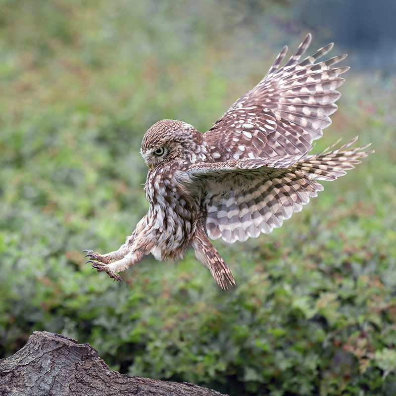 Little Owl Landing