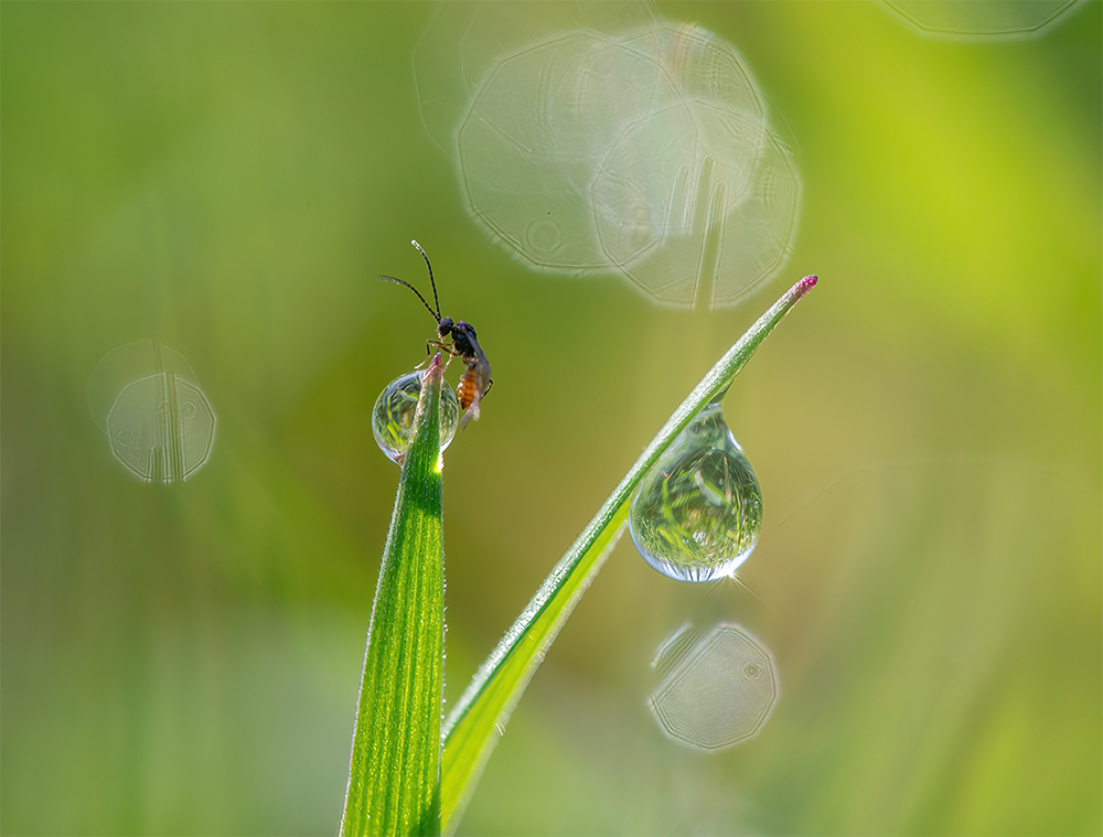 Parasitic Wasp