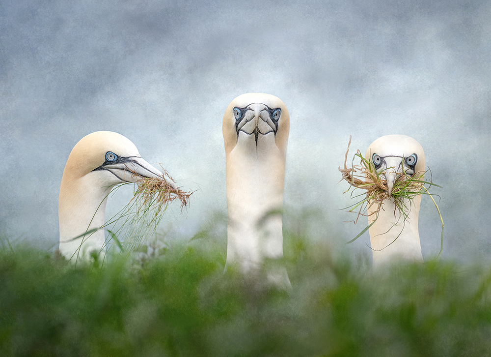 Gannets Gathering