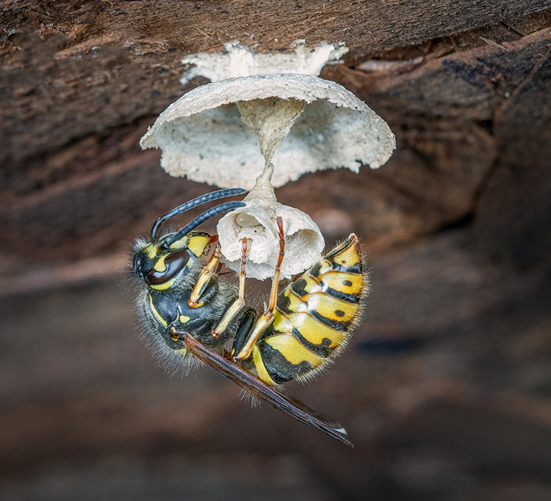 Nest Building Wasp