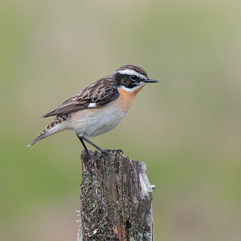 Whinchat