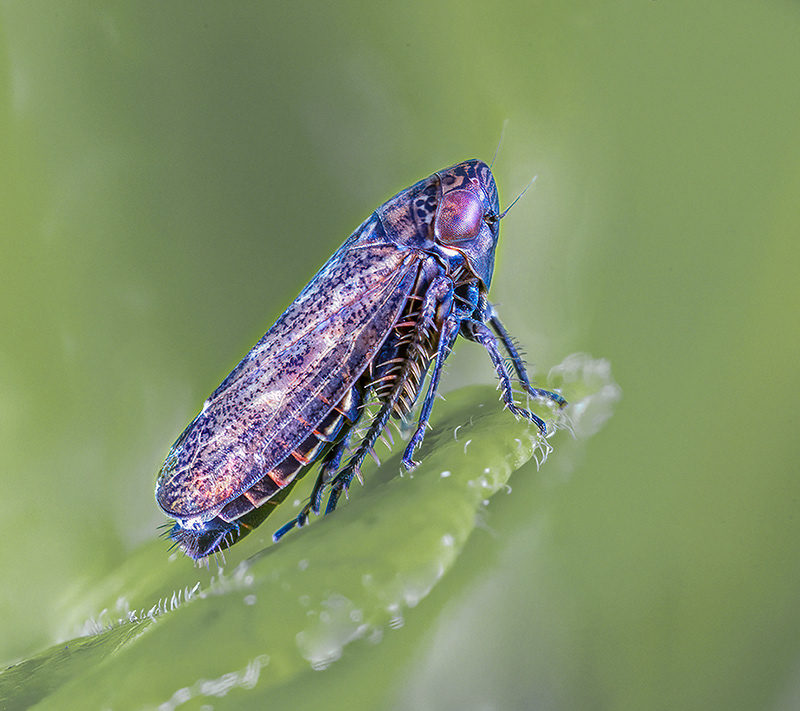 Plant Hopper
