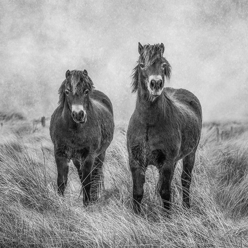 Exmoor Ponies