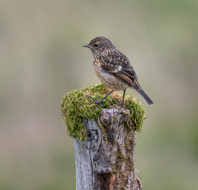 Juvenile Stonechat
