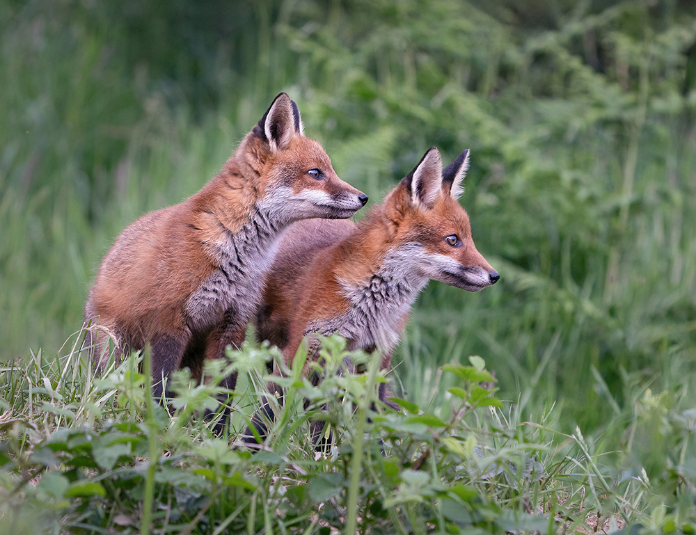 Fox Cub Siblings