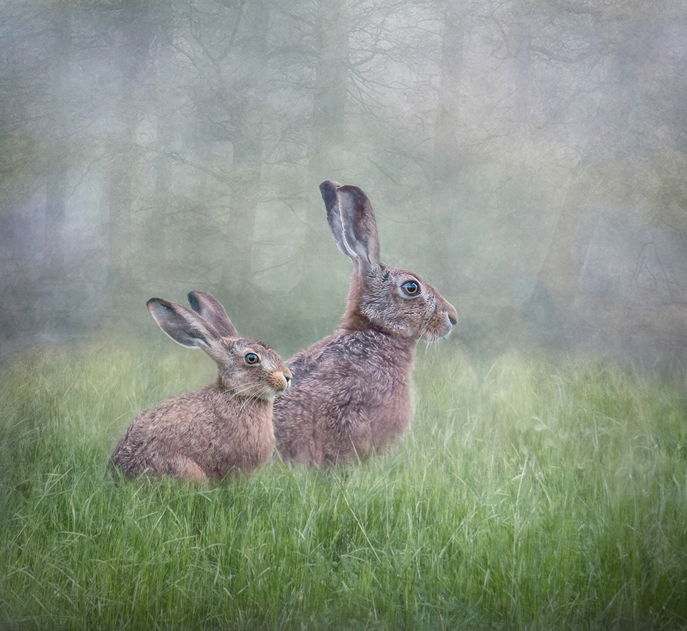Hares in the Meadow