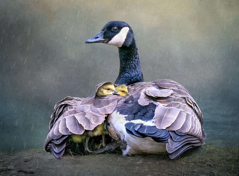 Protecting the Goslings