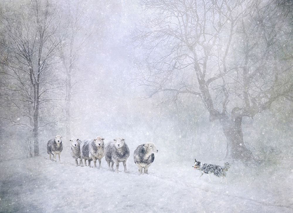 Bringing Home the Sheep