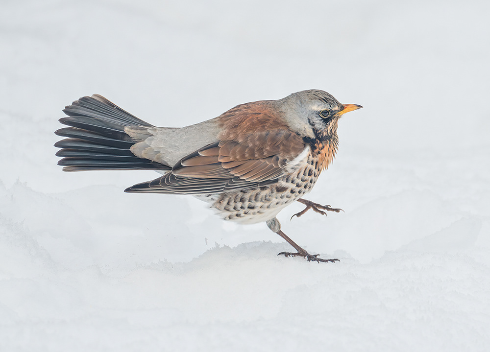 Fieldfare