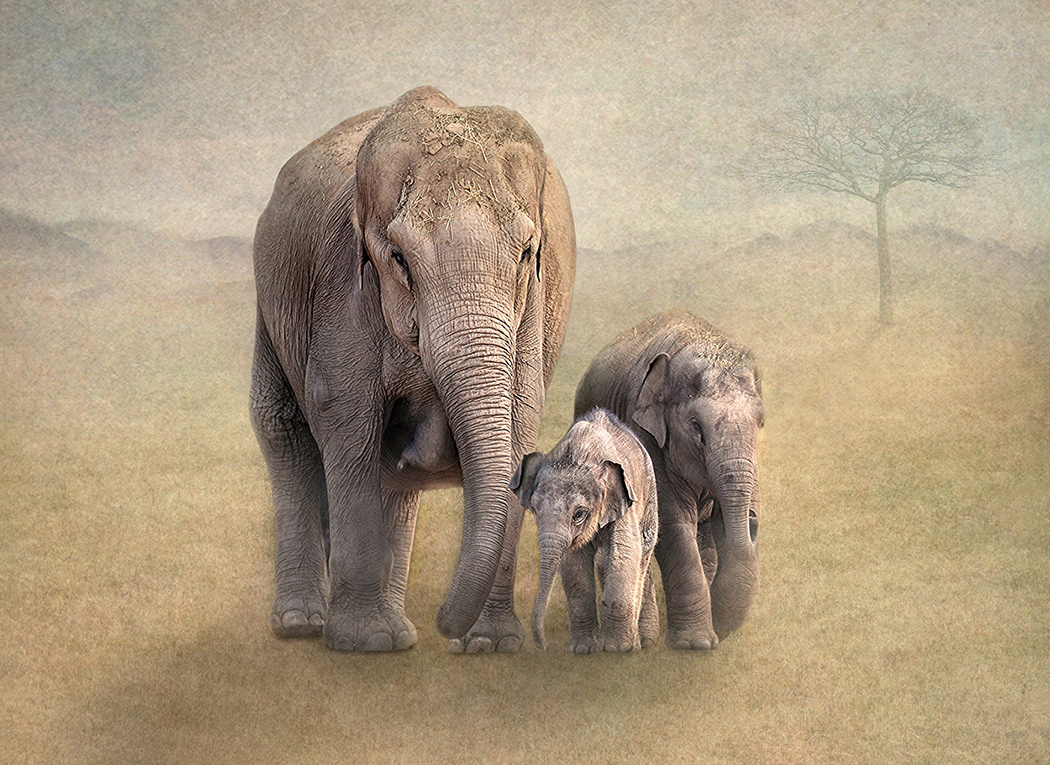 Elephant Family