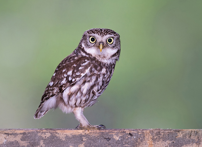 Little Owl