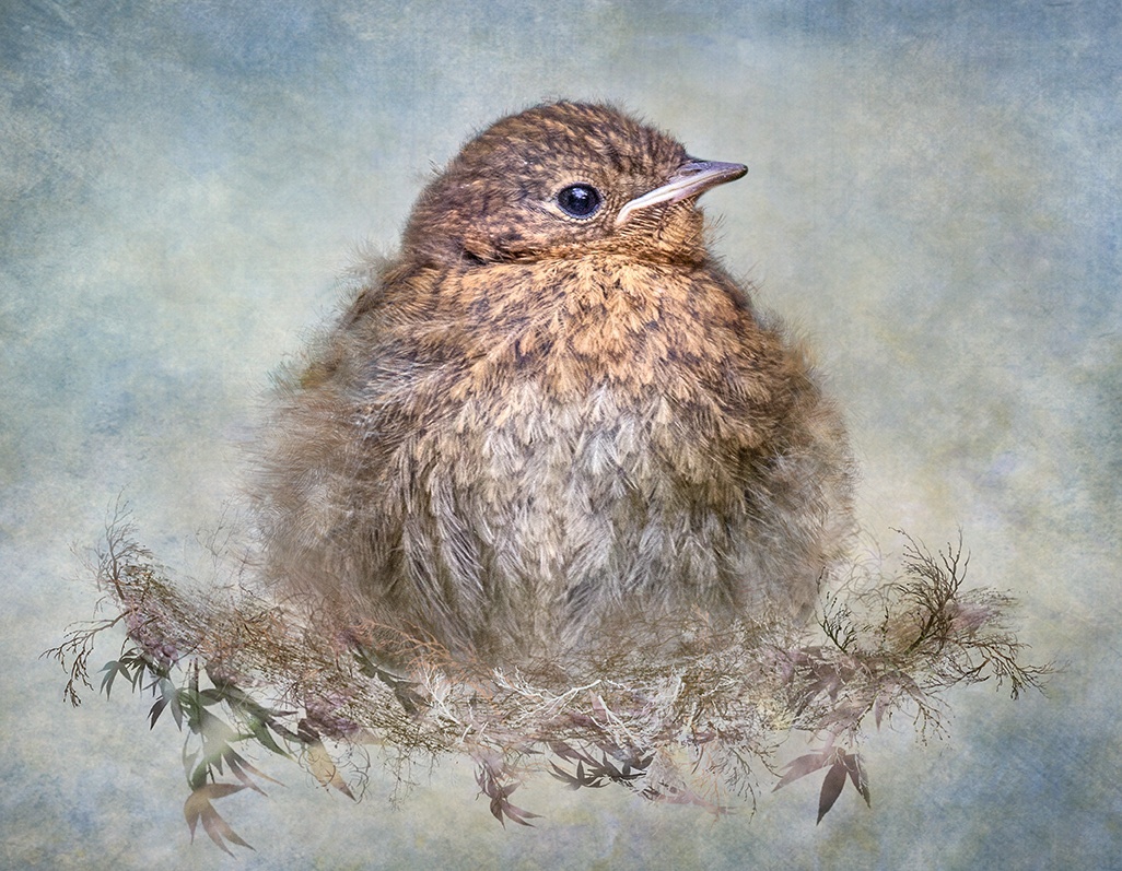 Young Robin