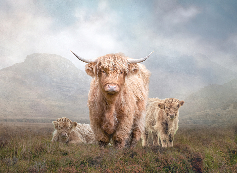 Highland Cows