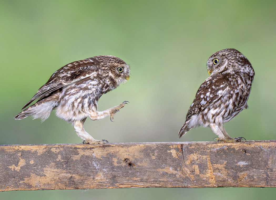 Little Owl Pair