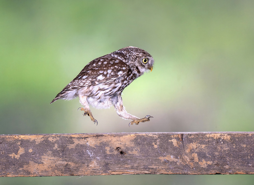 Little Owl
