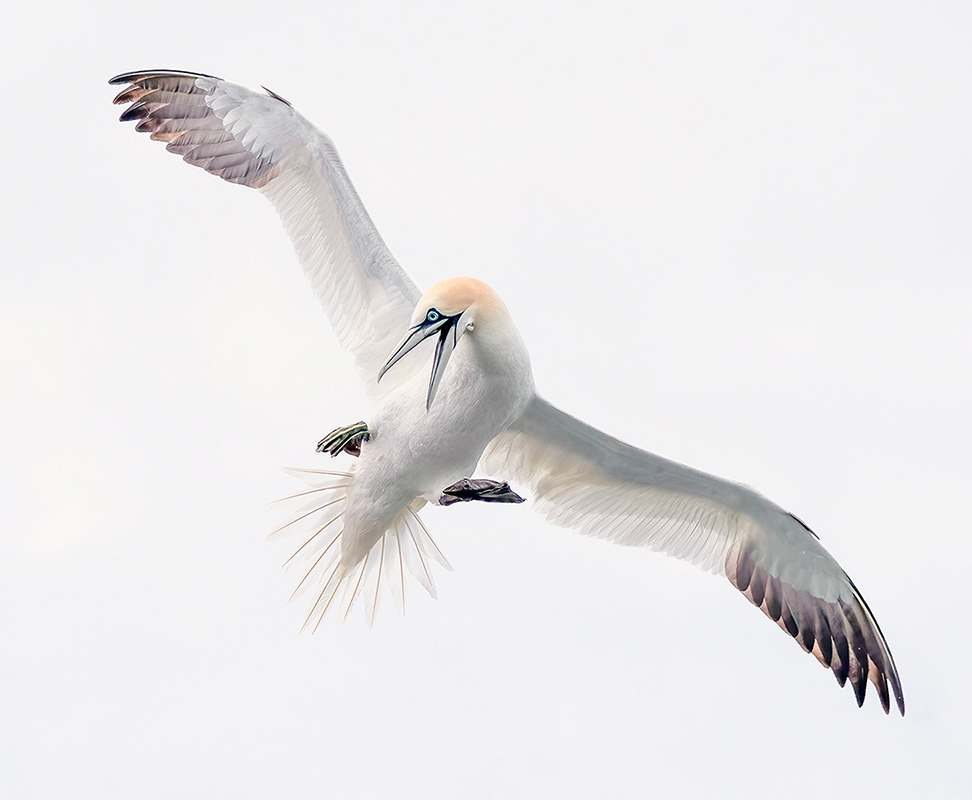 Northern Gannet