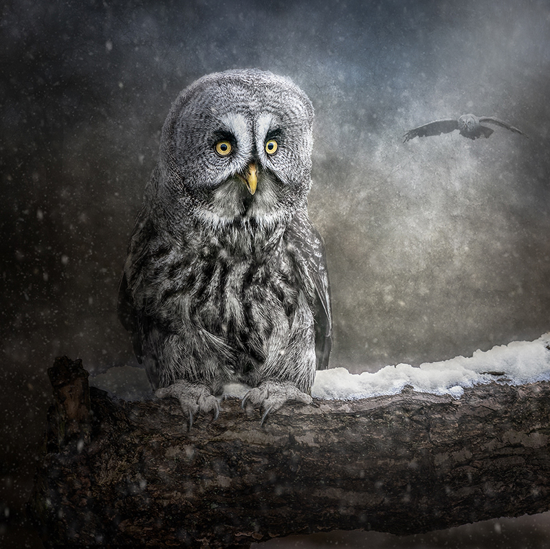 Great Grey Owls