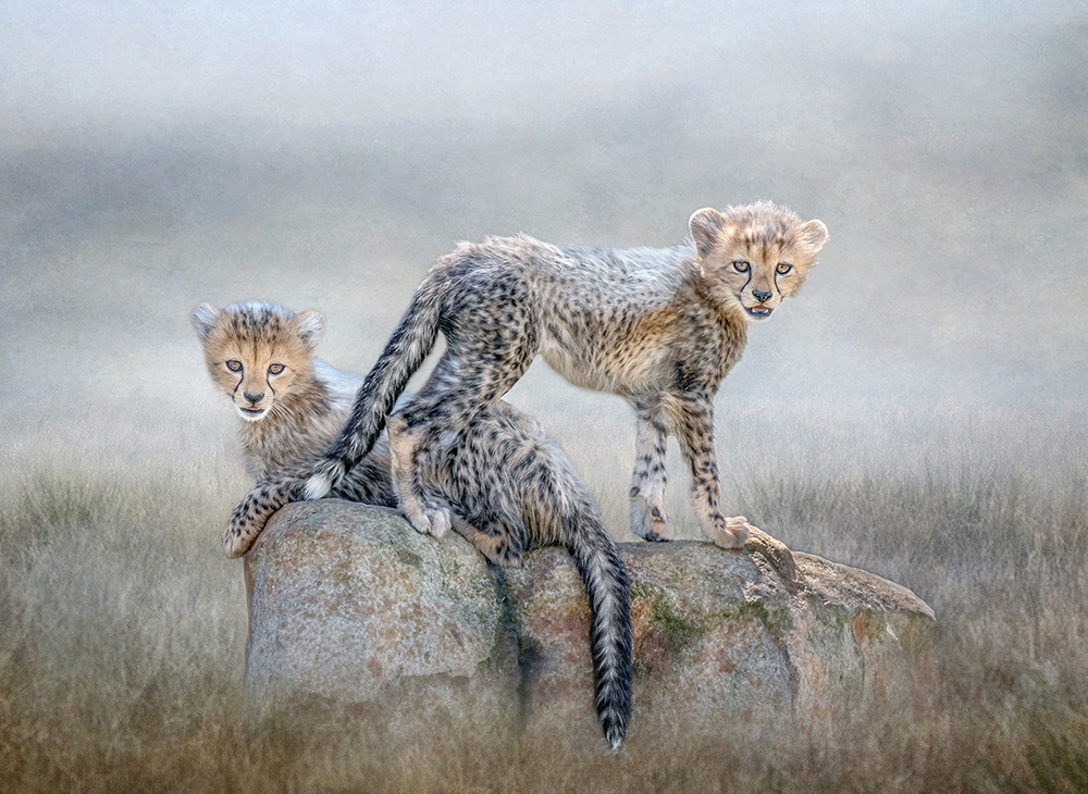 Cheetah Cubs