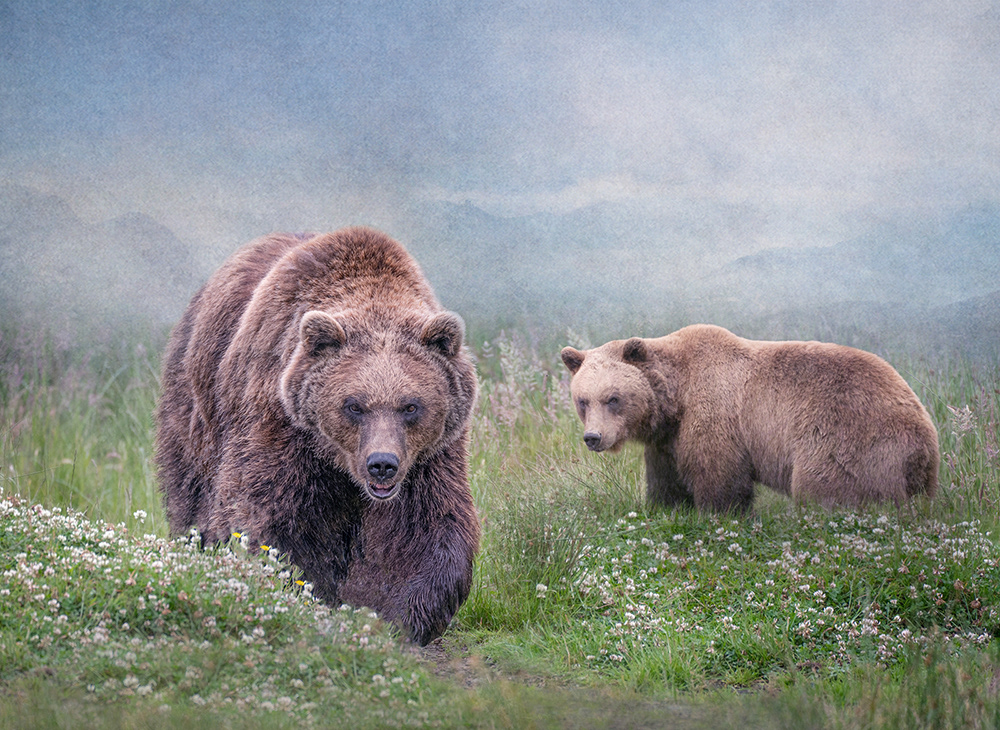 Brown Bears