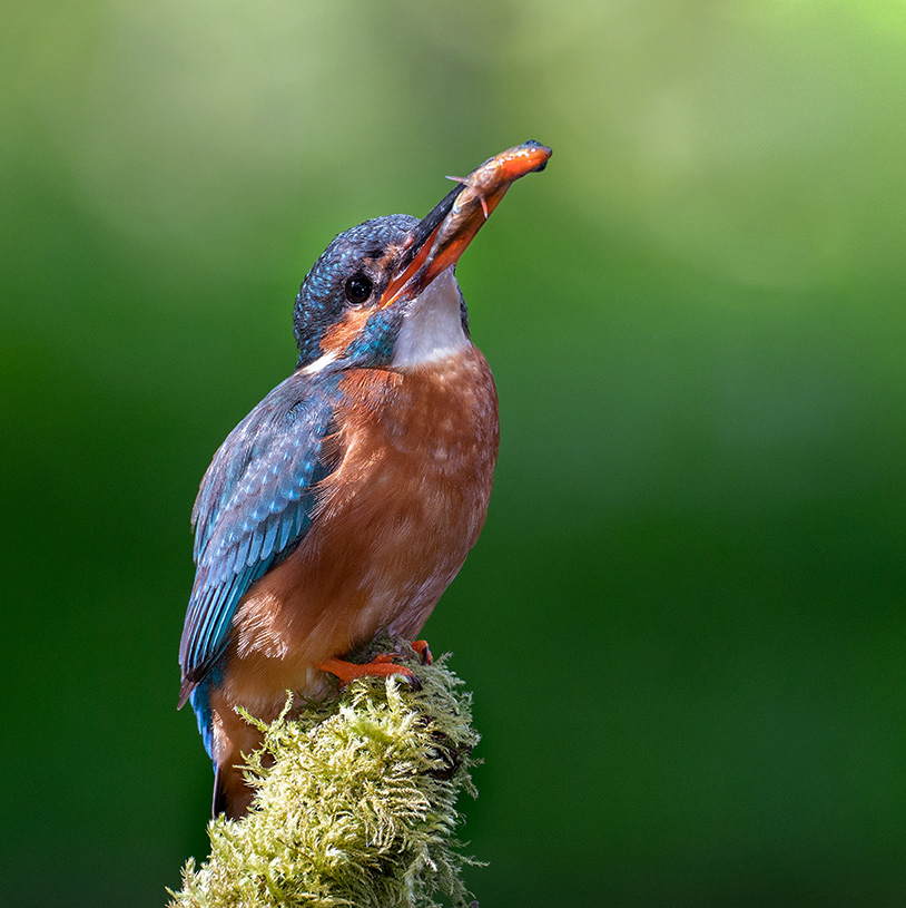 Female Kingfisher