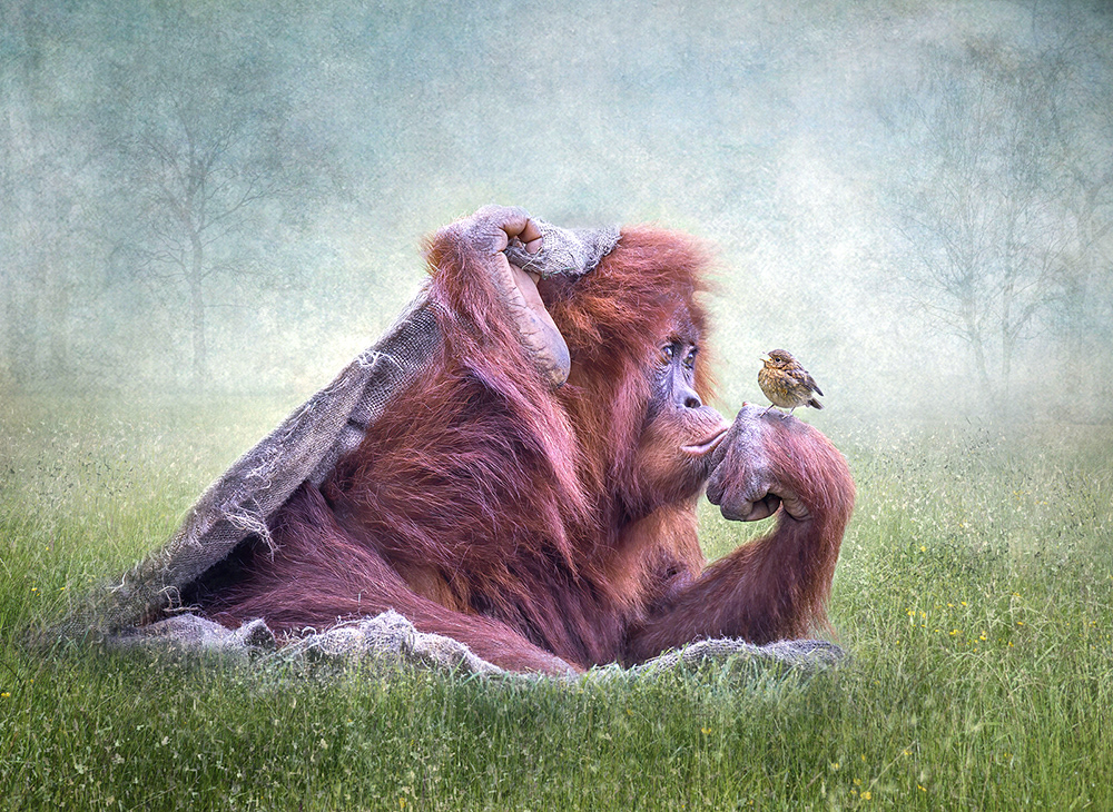 Sing Little Birdie