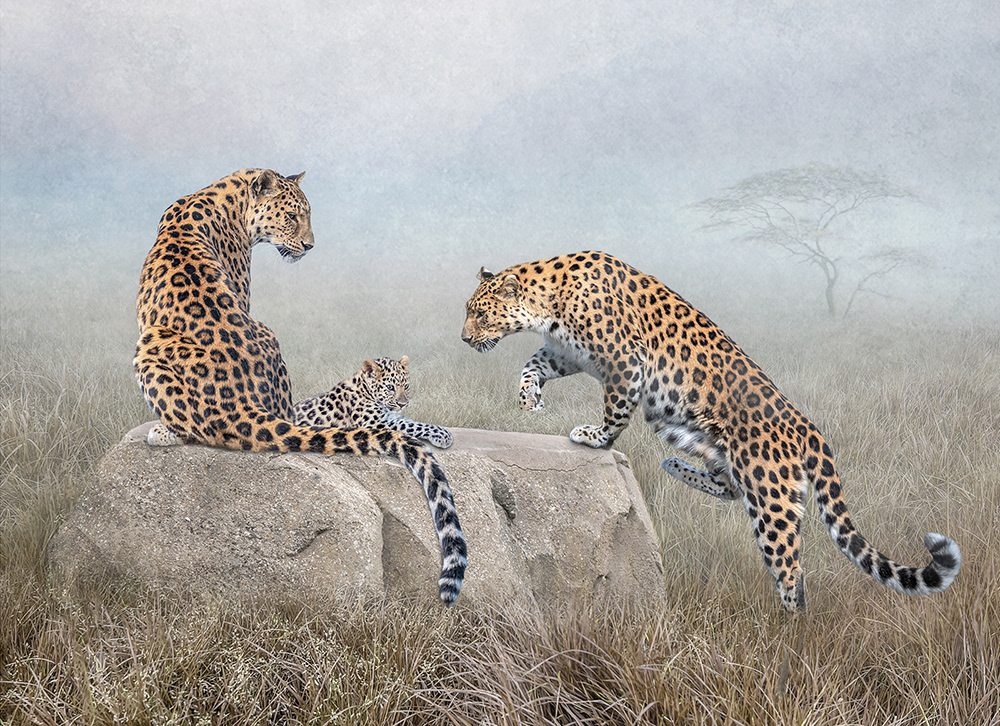 Leopard Family