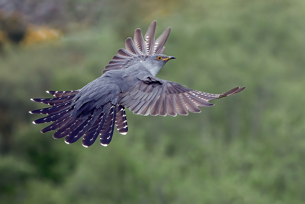 Male Cuckoo