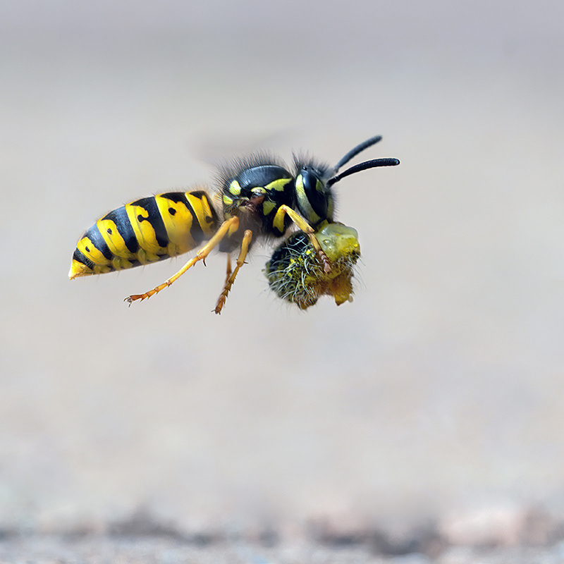 Wasp With Prey