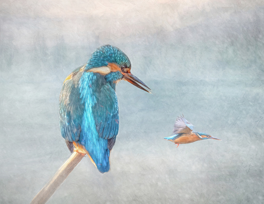 Kingfisher Fly By