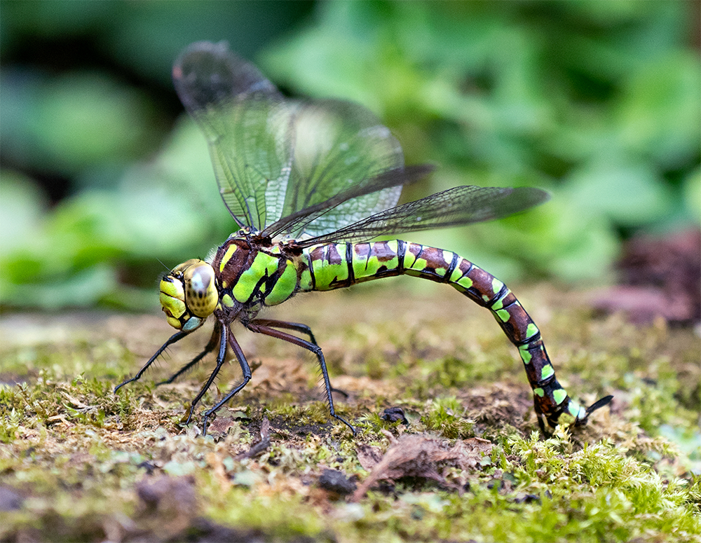 Female Southern Hawker