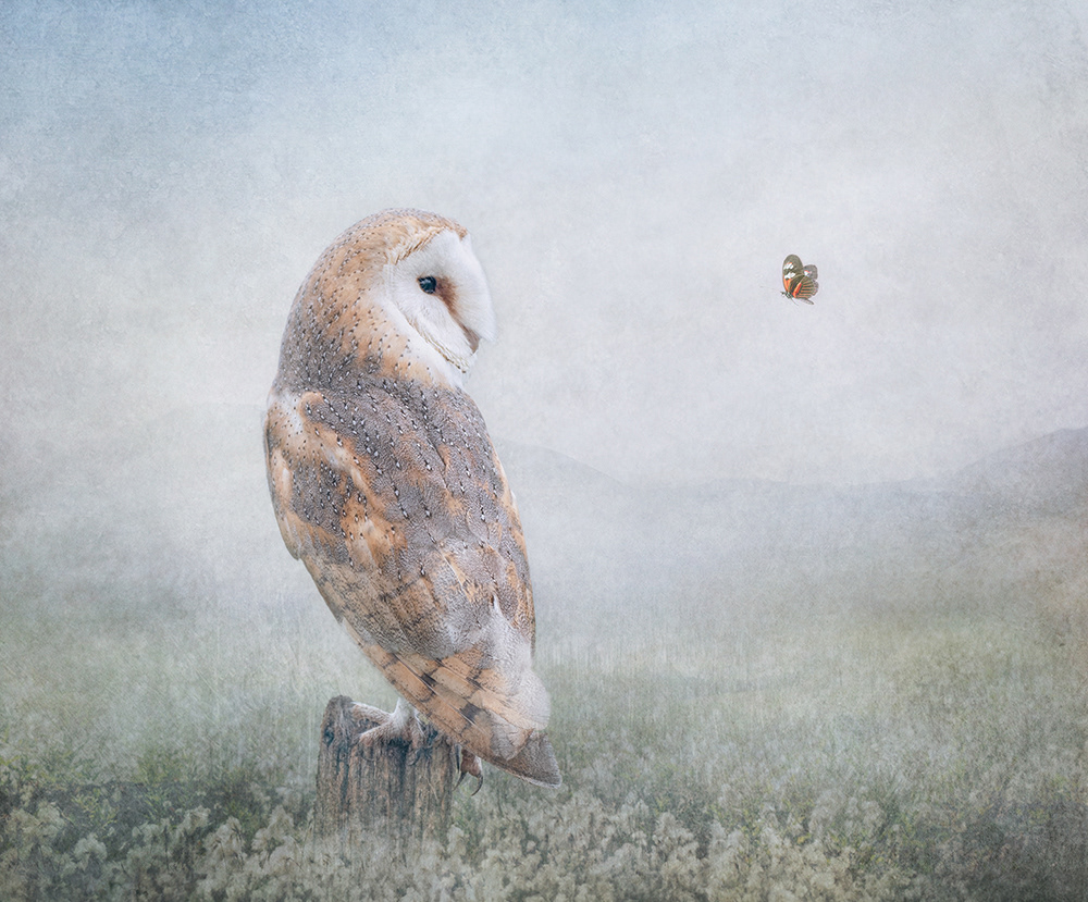 The Owl and the Butterfly