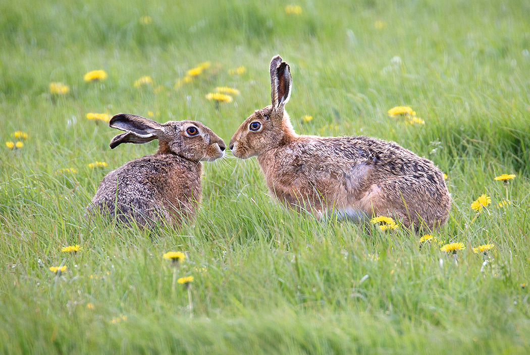 Brown Hares