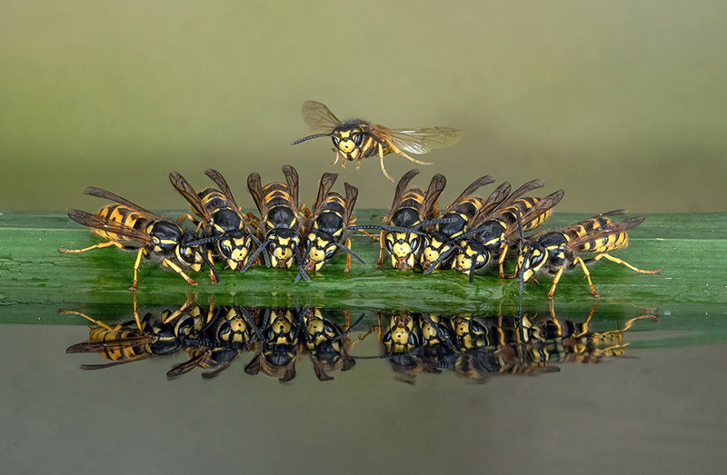 Common Wasps