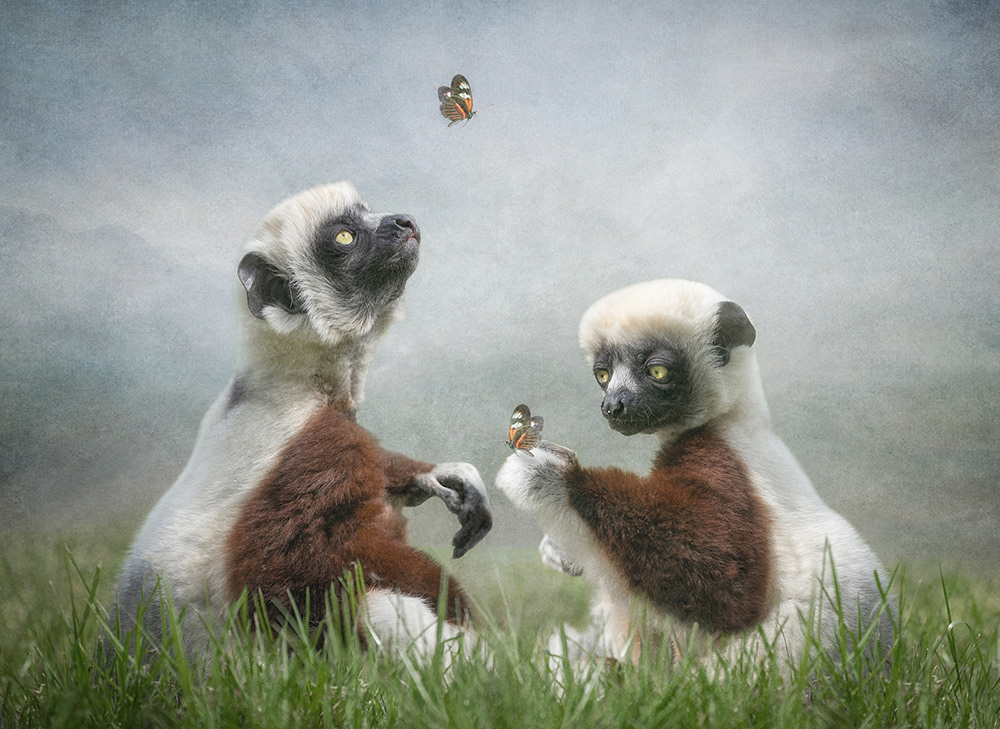 Playing With Butterflies