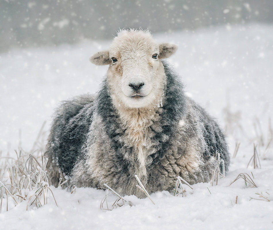 Herdwick Sheep