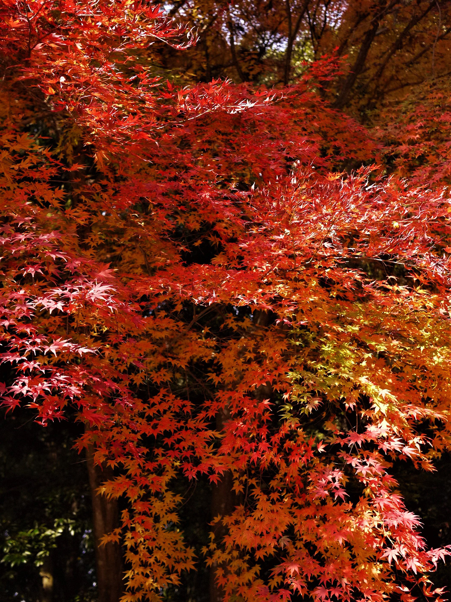 もみじ降る(紅葉谷) / 福田唯花 / 一眼デジカメ
