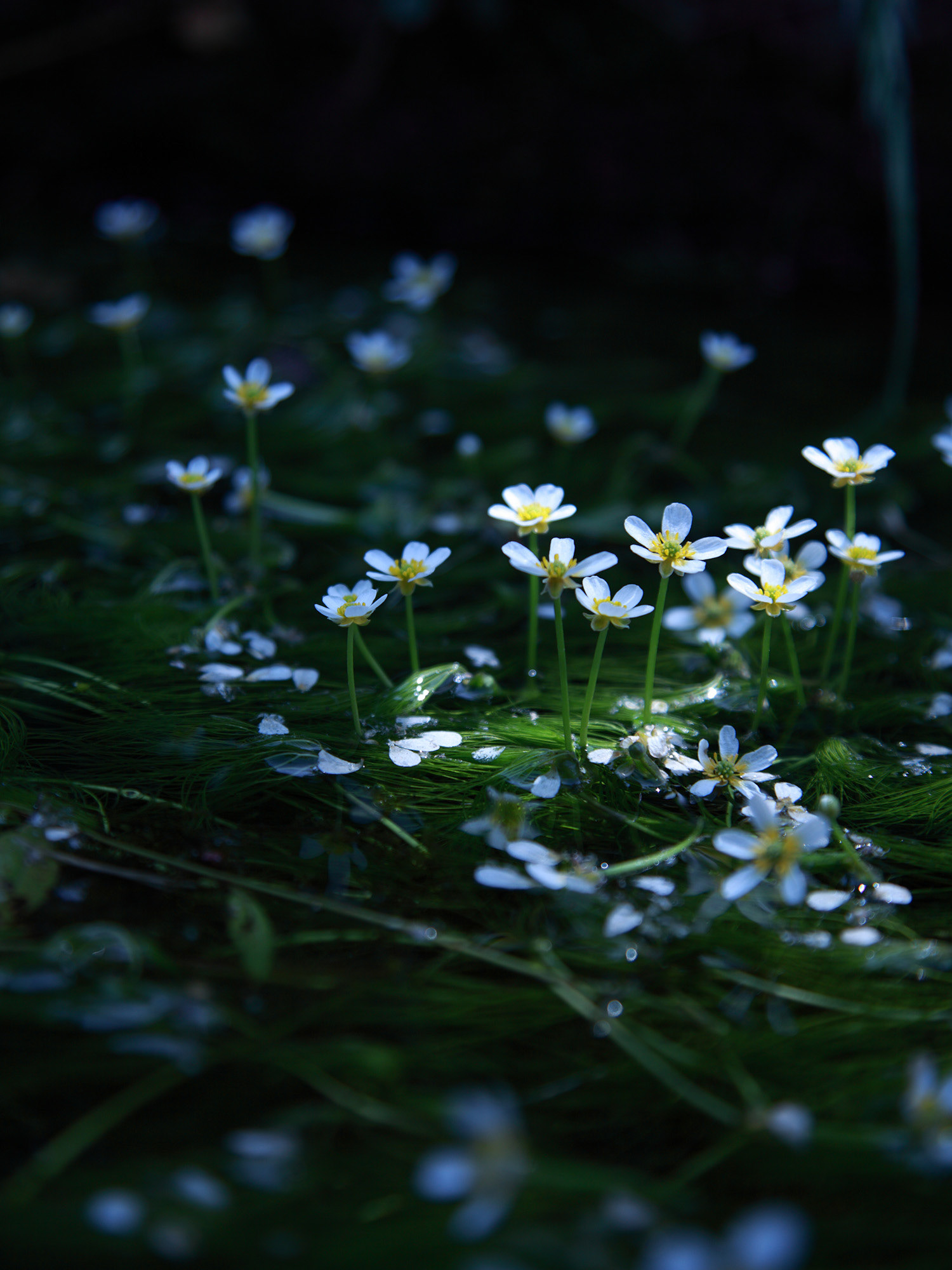 清流の妖精 / 田中萌子 / 一眼デジカメ