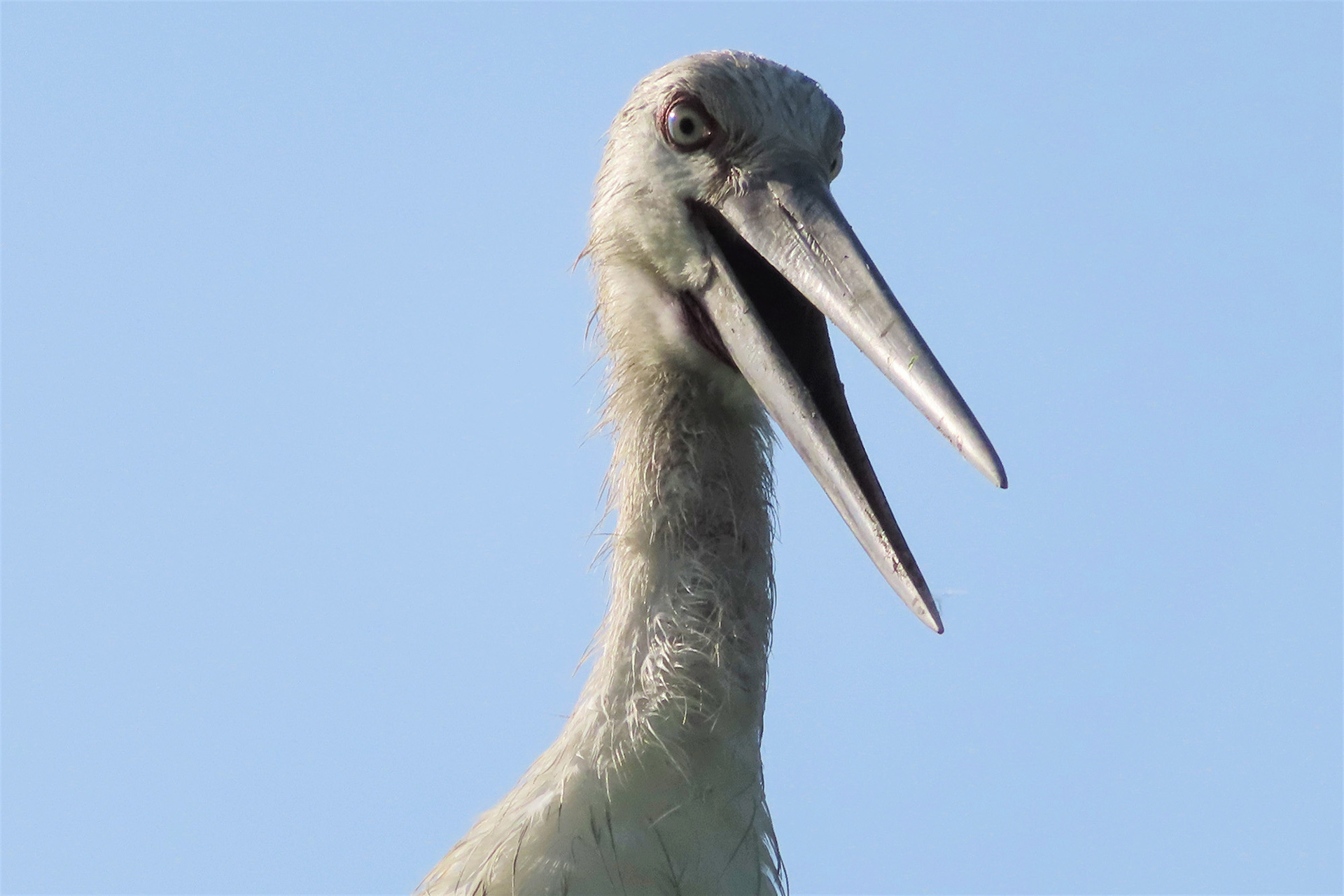 カッ！(新宮町平野) / 野原建広 / コンパクトデジカメ