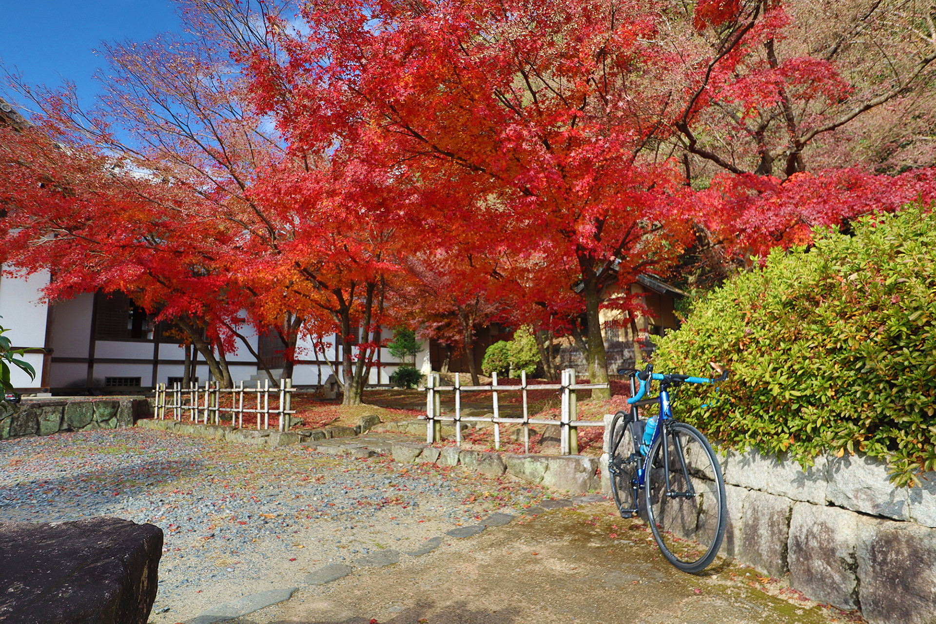 自転車で秋を感じる!紅葉サイクリング!!(龍野城跡) / もへぬけ / ミラーレス