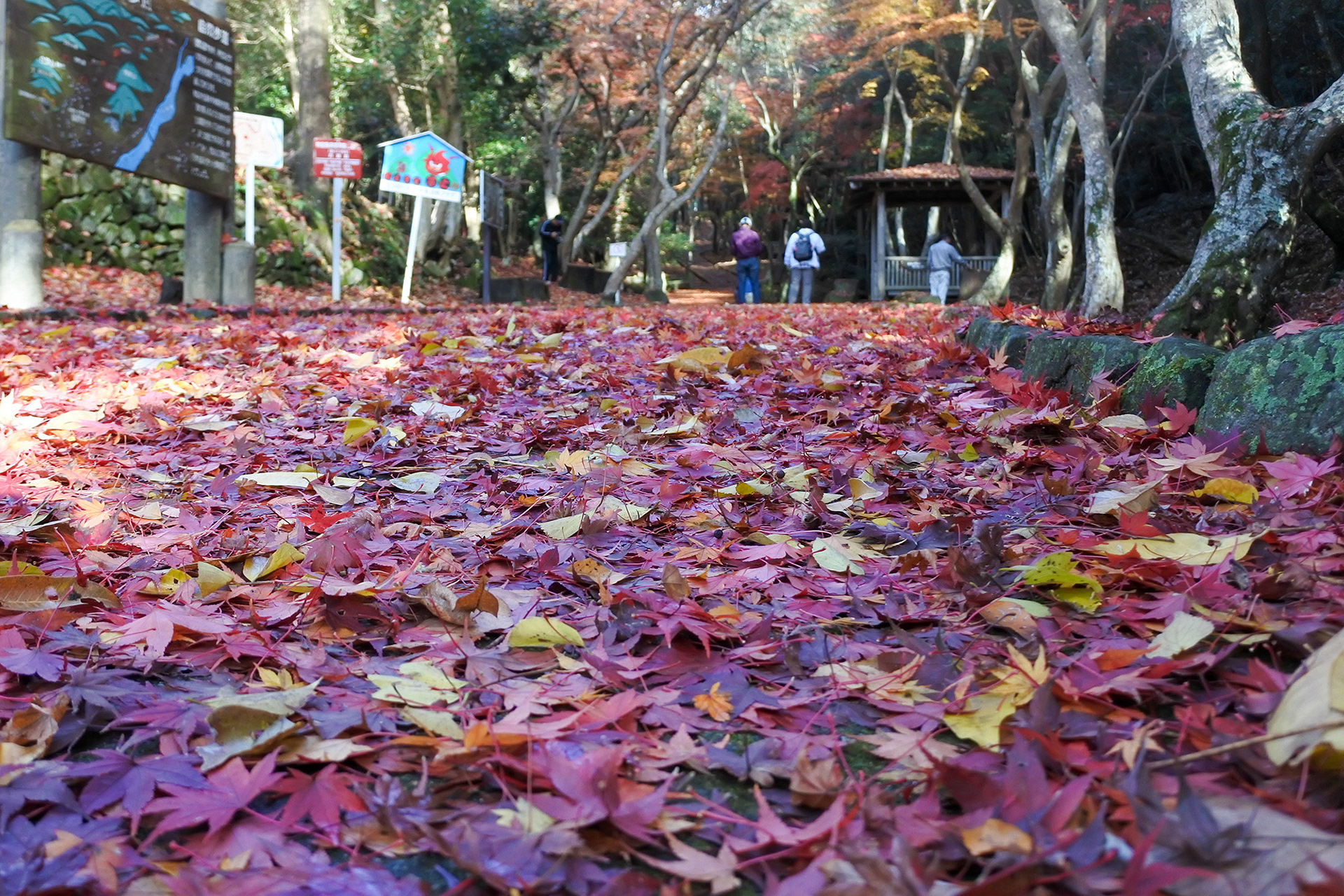 雨上がりの絨毯(紅葉谷) / 阪口裕子 / ミラーレス