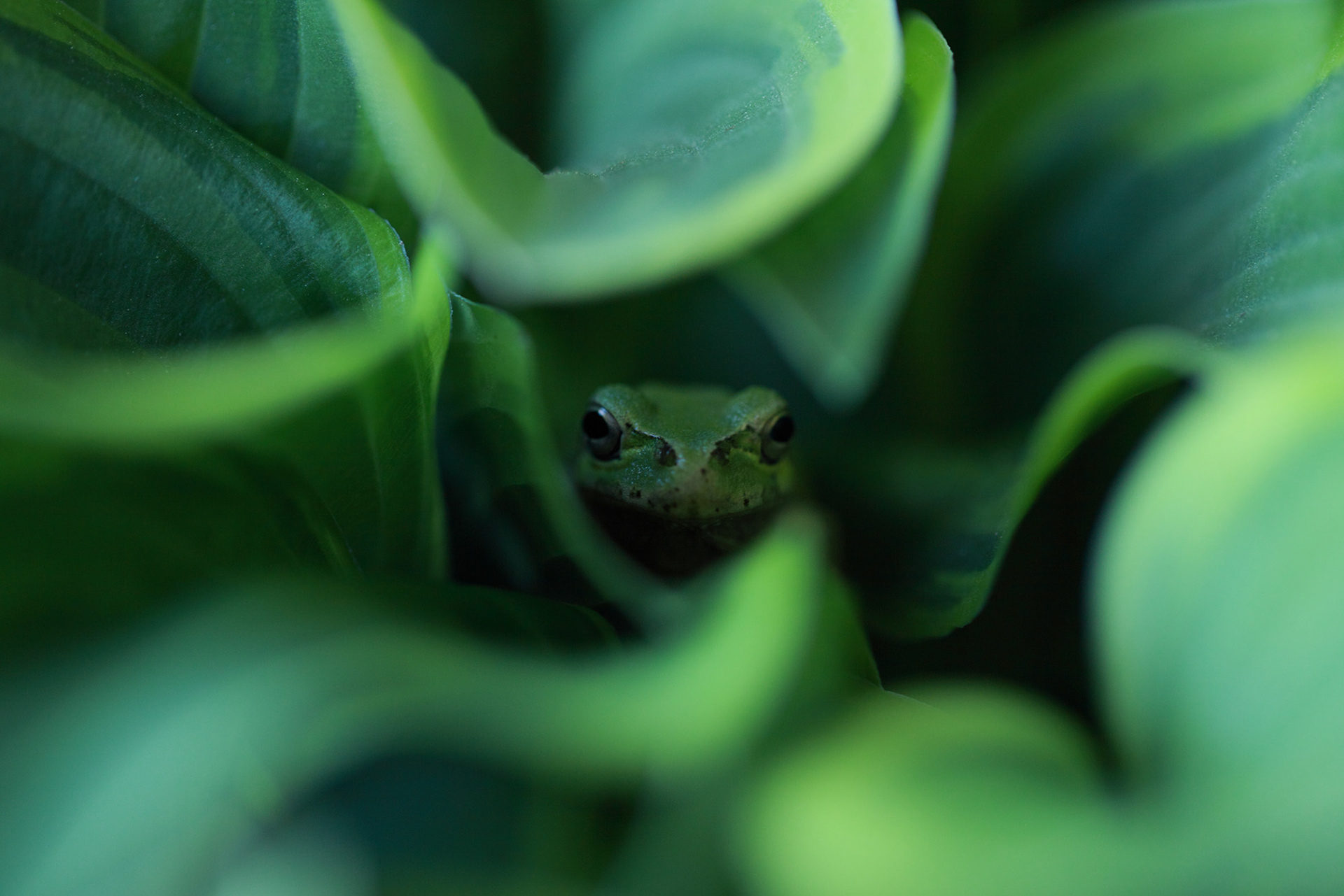 HOME(たつの市) / 田中萌子 / 一眼デジカメ