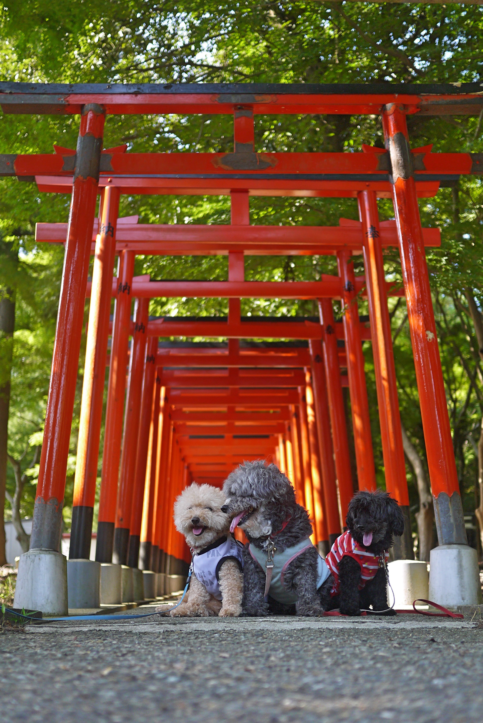 連なる赤い鳥居にて(野森稲荷神社) / yukibeat / スマホ