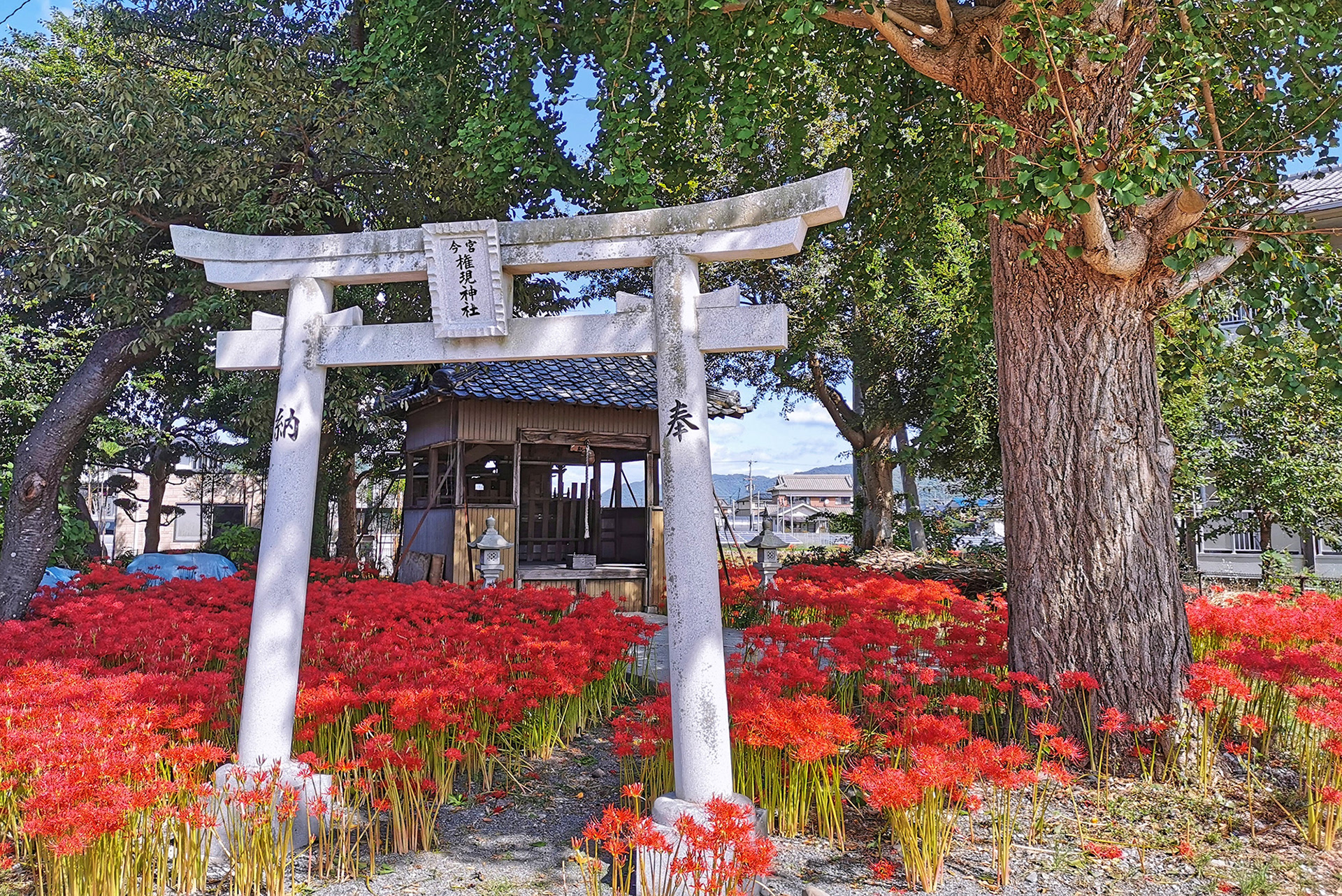 彼岸花のなかの神社(今宮権現神宮) / yukibeat / ミラーレス