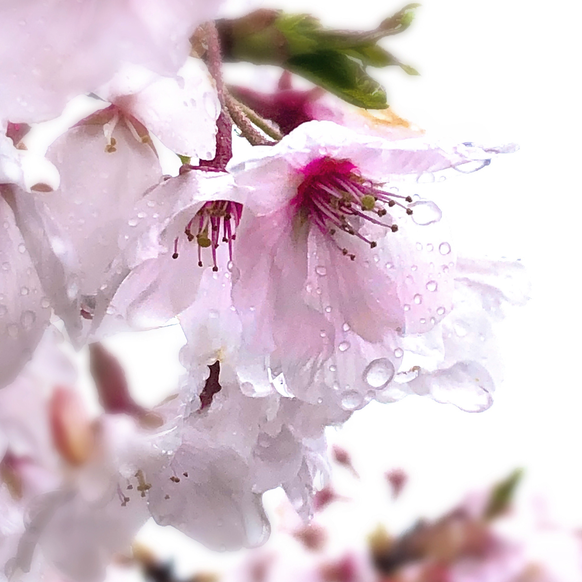 花の雨(揖保乃糸資料館そうめんの里駐車場) / 大岩根洋子 / スマホ
