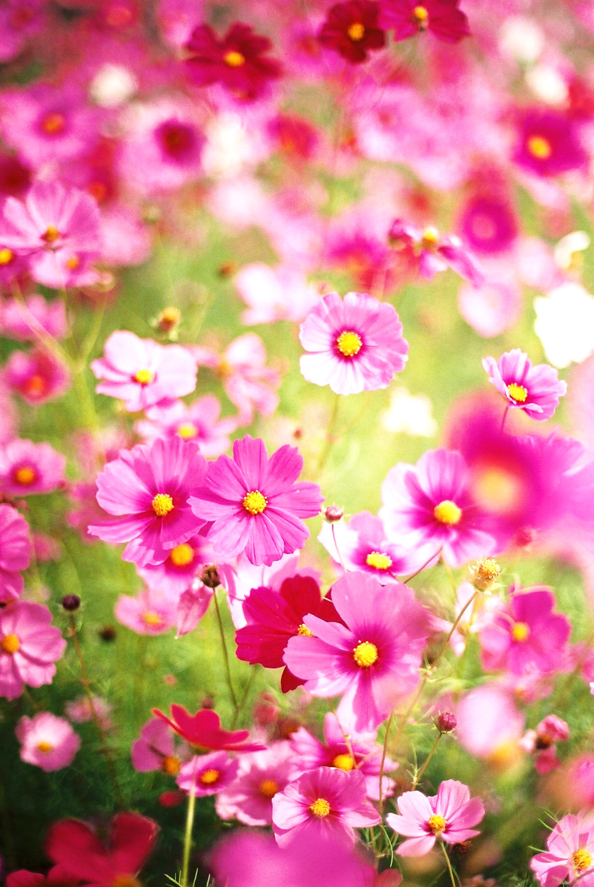 秋桜目線(馬場の秋桜畑) / 大岩根洋子 / 一眼レフフィルムカメラ