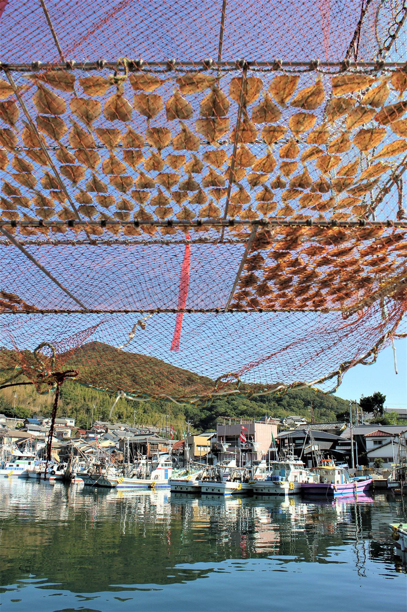 さかな日和(室津漁港) / Tomomi Kitamoto / 一眼デジカメ