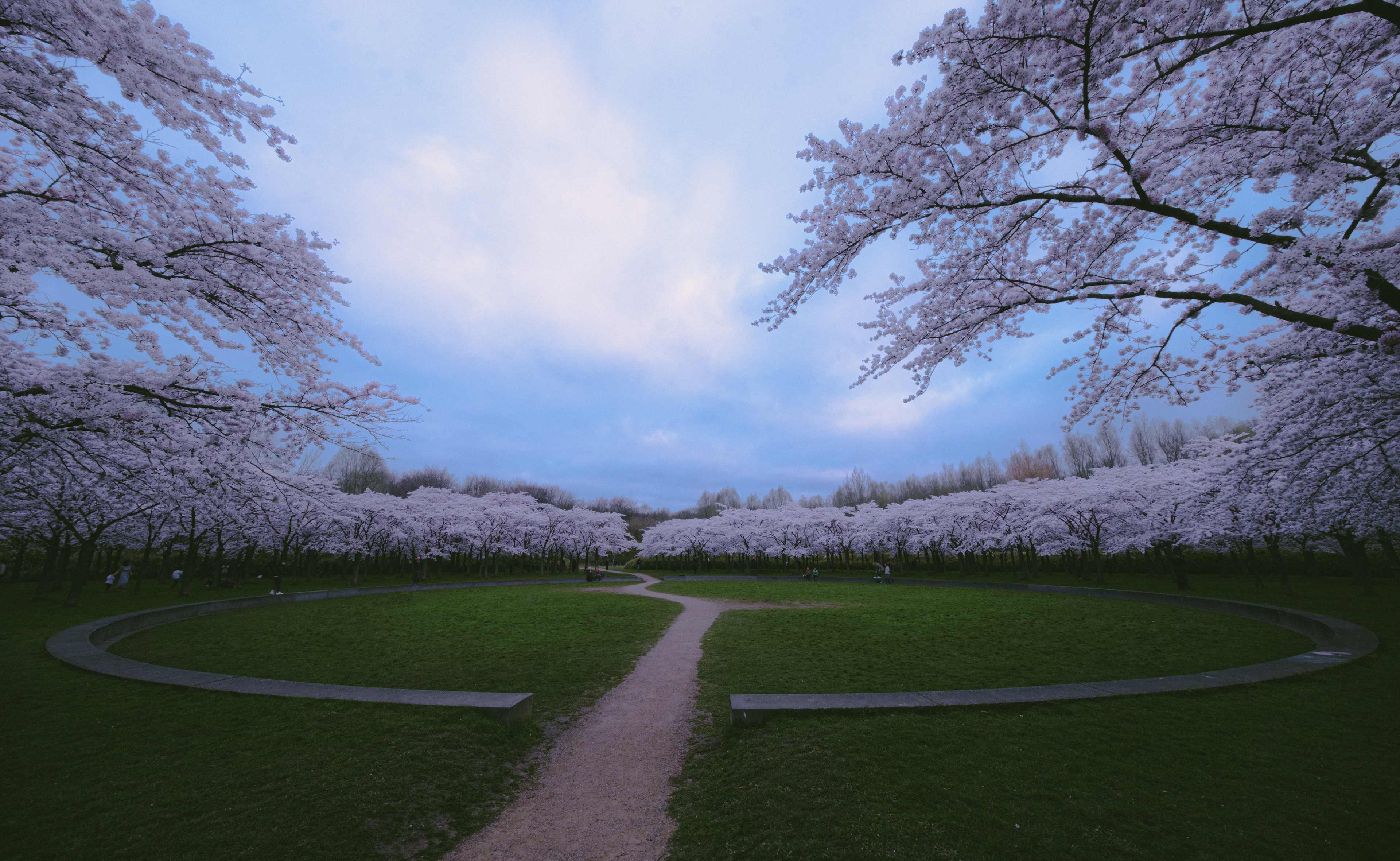 Cherry blossom in Bloesempark, Amsterdam bos