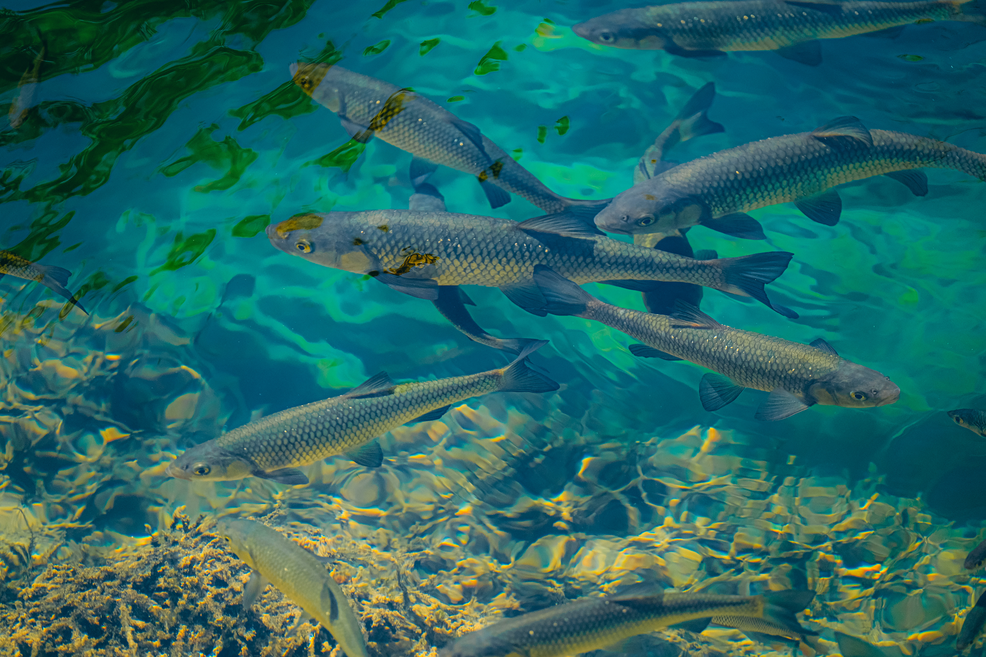 Krka - Skradinski buk